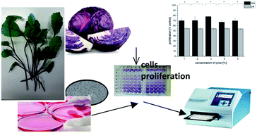 Graphical abstract: Comparative study of young shoots and the mature red headed cabbage as antioxidant food resources with antiproliferative effect on prostate cancer cells