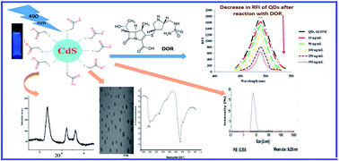 Graphical abstract: Highly sensitive cadmium sulphide quantum dots as a fluorescent probe for estimation of doripenem in real human plasma: application to pharmacokinetic study