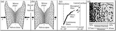 Graphical abstract: Natural gradient composite made of aragonite nanofibers: the ligament of bivalve Acesta marissinica