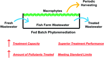 Graphical abstract: The enhancement of treatment capacity and the performance of phytoremediation system by fed batch and periodic harvesting