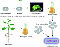 Graphical abstract: Variation in surface properties, metabolic capping, and antibacterial activity of biosynthesized silver nanoparticles: comparison of bio-fabrication potential in phytohormone-regulated cell cultures and naturally grown plants