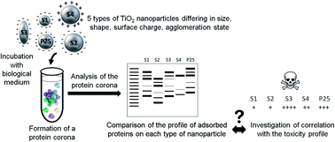 Graphical abstract: Influence of the physicochemical features of TiO2 nanoparticles on the formation of a protein corona and impact on cytotoxicity