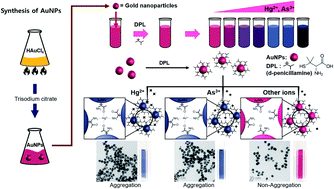 Graphical abstract: A dual colorimetric probe for rapid environmental monitoring of Hg2+ and As3+ using gold nanoparticles functionalized with d-penicillamine