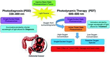 Graphical abstract: Photodynamic diagnosis and photodynamic therapy of colorectal cancer in vitro and in vivo