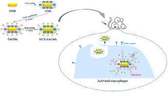 Graphical abstract: Folate receptor-targeting mesoporous silica-coated gold nanorod nanoparticles for the synergistic photothermal therapy and chemotherapy of rheumatoid arthritis