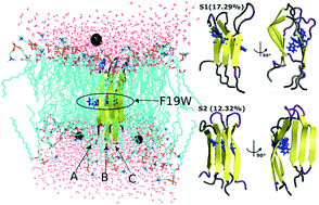 Graphical abstract: The F19W mutation reduces the binding affinity of the transmembrane Aβ11–40 trimer to the membrane bilayer