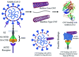 Graphical abstract: Carbon nanotubes for rapid capturing of SARS-COV-2 virus: revealing a mechanistic aspect of binding based on computational studies