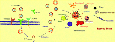 Graphical abstract: Immune response and possible therapeutics in COVID-19