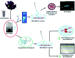 Graphical abstract: Synthesis and characterization of novel protein nanodots as drug delivery carriers with an enhanced biological efficacy of melatonin in breast cancer cells