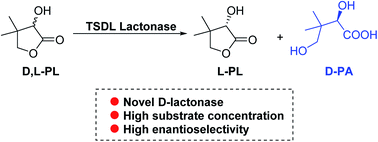 Graphical abstract: Biocatalytic kinetic resolution of d,l-pantolactone by using a novel recombinant d-lactonase