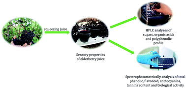 Graphical abstract: Elderberry (Sambucus nigra L.) juice as a novel functional product rich in health-promoting compounds