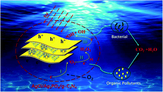 Graphical abstract: Fabrication of AgCl/Ag3PO4/graphitic carbon nitride heterojunctions for enhanced visible light photocatalytic decomposition of methylene blue, methylparaben and E. coli