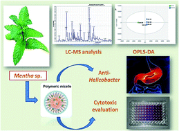 Graphical abstract: The metabolomic analysis of five Mentha species: cytotoxicity, anti-Helicobacter assessment, and the development of polymeric micelles for enhancing the anti-Helicobacter activity