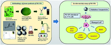Graphical abstract: Bio-engineered palladium nanoparticles: model for risk assessment study of automotive particulate pollution on macrophage cell lines