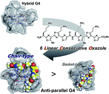 Graphical abstract: Linear consecutive hexaoxazoles as G4 ligands inducing chair-type anti-parallel topology of a telomeric G-quadruplex