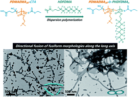 Graphical abstract: Directional effect on the fusion of ellipsoidal morphologies into nanorods and nanotubes