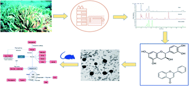 Graphical abstract: Metabolomic profiling to reveal the therapeutic potency of Posidonia oceanica nanoparticles in diabetic rats
