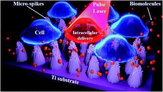 Graphical abstract: Fabrication of TiO2 microspikes for highly efficient intracellular delivery by pulse laser-assisted photoporation