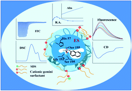 Graphical abstract: Controllable enzymatic superactivity of α-chymotrypsin activated by the electrostatic interaction with cationic gemini surfactants