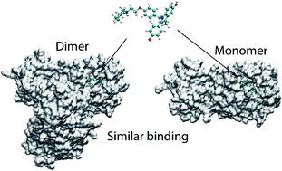 Graphical abstract: Binding of inhibitors to the monomeric and dimeric SARS-CoV-2 Mpro
