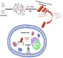 Graphical abstract: A novel route to size-controlled MIL-53(Fe) metal–organic frameworks for combined chemodynamic therapy and chemotherapy for cancer