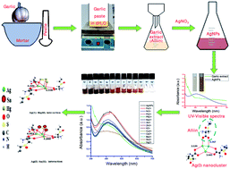 Graphical abstract: Highly sensitive and selective colorimetric detection of dual metal ions (Hg2+ and Sn2+) in water: an eco-friendly approach