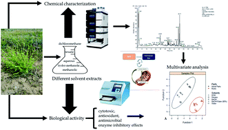 Graphical abstract: Chemical characterization, cytotoxic, antioxidant, antimicrobial, and enzyme inhibitory effects of different extracts from one sage (Salvia ceratophylla L.) from Turkey: open a new window on industrial purposes