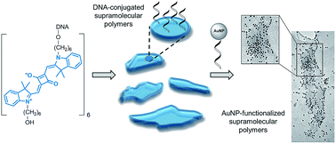 Graphical abstract: Assembly and functionalization of supramolecular polymers from DNA-conjugated squaraine oligomers