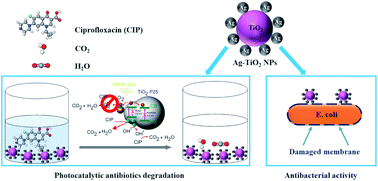 Graphical abstract: Enhanced visible-light photodegradation of fluoroquinolone-based antibiotics and E. coli growth inhibition using Ag–TiO2 nanoparticles