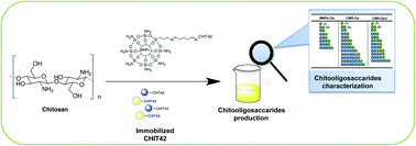 Graphical abstract: Production and characterization of chitooligosaccharides by the fungal chitinase Chit42 immobilized on magnetic nanoparticles and chitosan beads: selectivity, specificity and improved operational utility