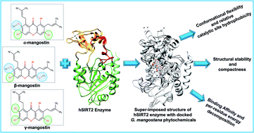 Graphical abstract: Structural alterations in the catalytic core of hSIRT2 enzyme predict therapeutic benefits of Garcinia mangostana derivatives in Alzheimer's disease: molecular dynamics simulation study