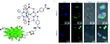 Graphical abstract: Synthesis and spectral characterization of the first fluorescein-tagged iron(ii) clathrochelates, their supramolecular interactions with globular proteins, and cellular uptake