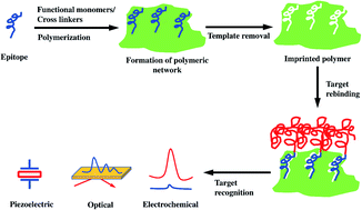 Graphical abstract: Epitope-imprinted polymers: applications in protein recognition and separation