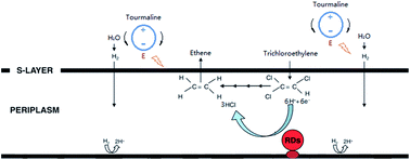 Graphical abstract: Biological effects of tourmaline treatment on Dehalococcoides spp. during the reductive dechlorination of trichloroethylene