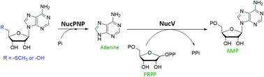 Graphical abstract: Characterization of NucPNP and NucV involved in the early steps of nucleocidin biosynthesis in Streptomyces calvus
