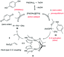 Graphical abstract: Revisiting the mechanism of the Fujiwara–Moritani reaction