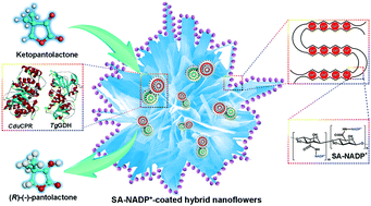 Graphical abstract: Dual-enzyme and NADPH co-embedded organic–inorganic hybrid nanoflowers prepared using biomimetic mineralization for the asymmetric synthesis of (R)-(−)-pantolactone