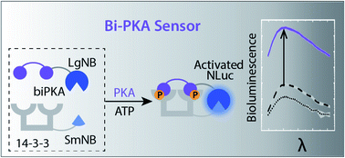 Graphical abstract: Modular bioengineered kinase sensors via scaffold protein-mediated split-luciferase complementation