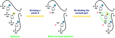 Graphical abstract: Engineering base-excised aptamers for highly specific recognition of adenosine