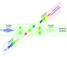 Graphical abstract: Dynamic contrast with reversibly photoswitchable fluorescent labels for imaging living cells