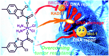 Graphical abstract: Interfering in apoptosis and DNA repair of cancer cells to conquer cisplatin resistance by platinum(iv) prodrugs