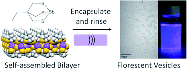 Graphical abstract: Self-assembly of reversed bilayer vesicles through pnictogen bonding: water-stable supramolecular nanocontainers for organic solvents
