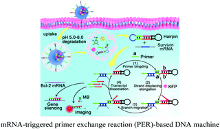 Graphical abstract: Biomineralized metal–organic framework nanoparticles enable a primer exchange reaction-based DNA machine to work in living cells for imaging and gene therapy