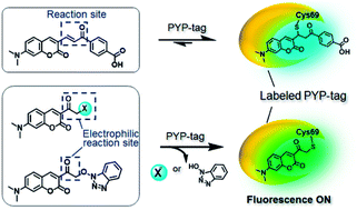 Graphical abstract: Rapid no-wash labeling of PYP-tag proteins with reactive fluorogenic ligands affords stable fluorescent protein conjugates for long-term cell imaging studies