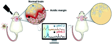 Graphical abstract: A pH ratiometrically responsive surface enhanced resonance Raman scattering probe for tumor acidic margin delineation and image-guided surgery