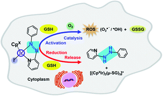 Graphical abstract: Ligand-centred redox activation of inert organoiridium anticancer catalysts