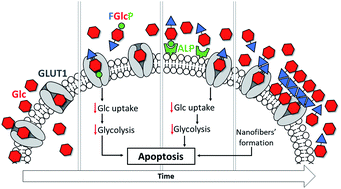 Graphical abstract: Inhibiting cancer metabolism by aromatic carbohydrate amphiphiles that act as antagonists of the glucose transporter GLUT1