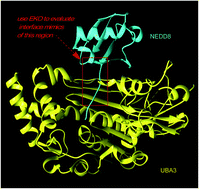Graphical abstract: Small molecules targeting the NEDD8·NAE protein–protein interaction