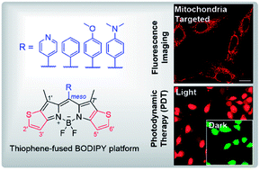 Graphical abstract: Fine-tuning the electronic structure of heavy-atom-free BODIPY photosensitizers for fluorescence imaging and mitochondria-targeted photodynamic therapy
