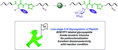 Graphical abstract: Late-stage C(sp2)–H and C(sp3)–H glycosylation of C-aryl/alkyl glycopeptides: mechanistic insights and fluorescence labeling